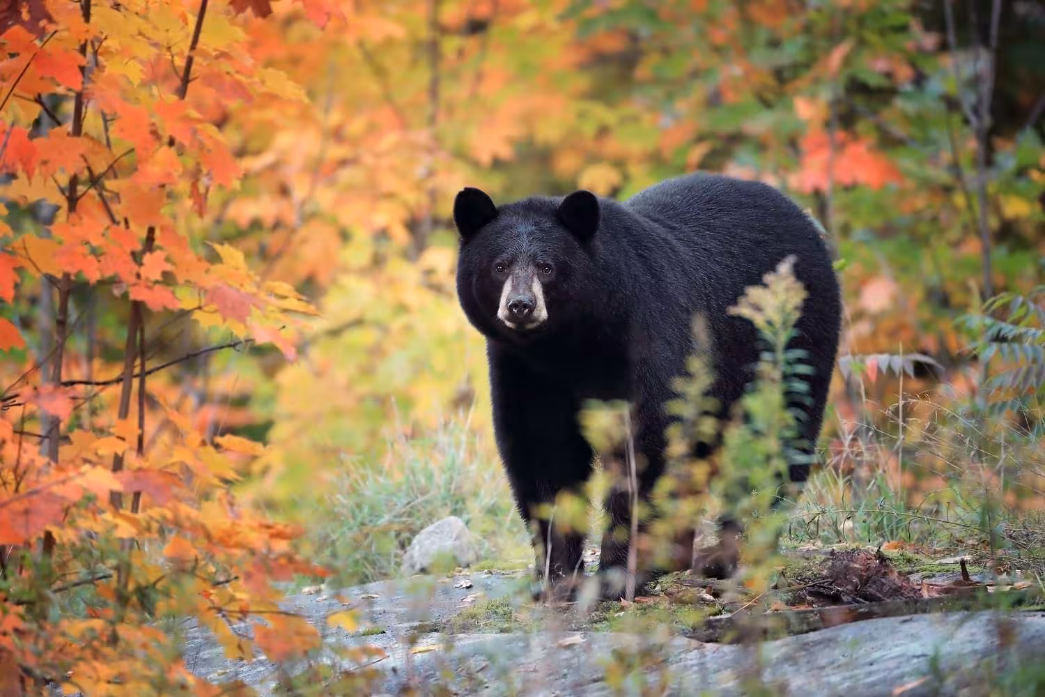 Black Bear